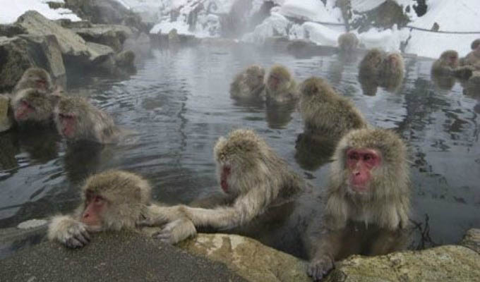 Japan - Yudanaka, Jigokudani Snow Monkeys Park