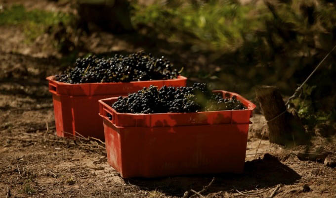 Harvesting in the Vineyards - Argentina
