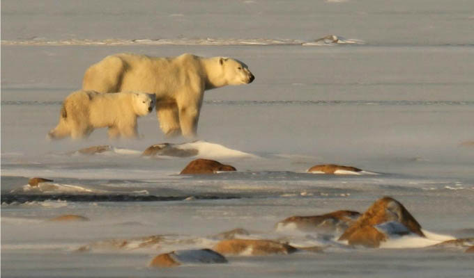 Arctic - Polar bear and cub © David Briggs