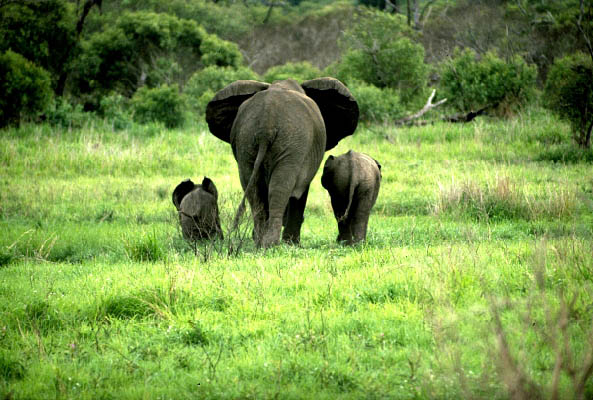 Sanbona - Elephants - South Africa
