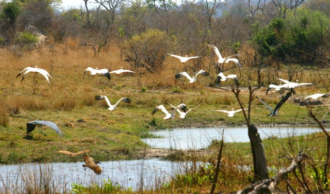 Birds soar in South Luangwa National Park - Zambia