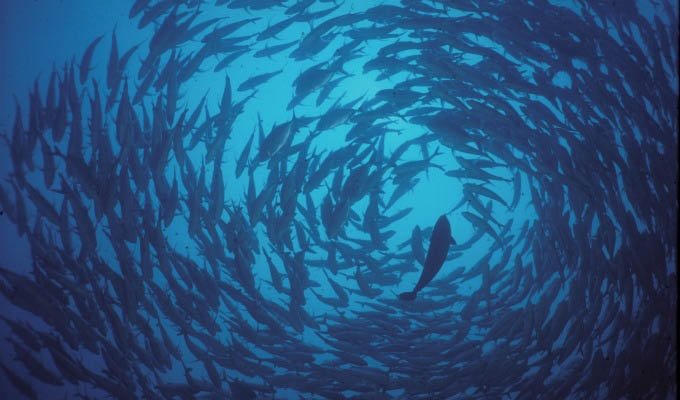 Raja Ampat, Underwater Life - Indonesia