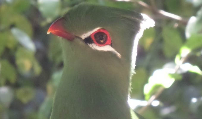 Lourie Bird in Birds of Eden - South Africa