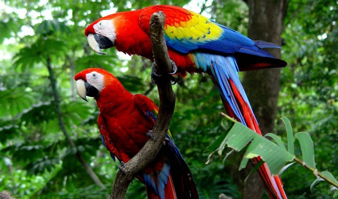 Monteverde Cloud Forest Region, Parrots - Costa Rica