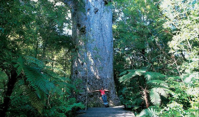 Waipoua Forest, Kauri Tree © Tourism New Zealand - New Zealand