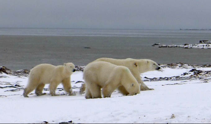 Arctic - Polar bear with 2 cubs