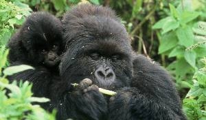 Uganda, Sulle orme dei Gorilla