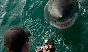 Balene o squali? A Grootbos fra i giganti dell'oceano!