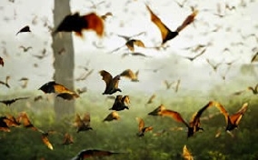 Comunicato Stampa: Zambia, novembre. Migrazione pipistrelli della frutta