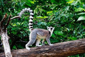 Madagascar