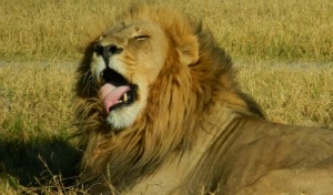 Avventura in Botswana