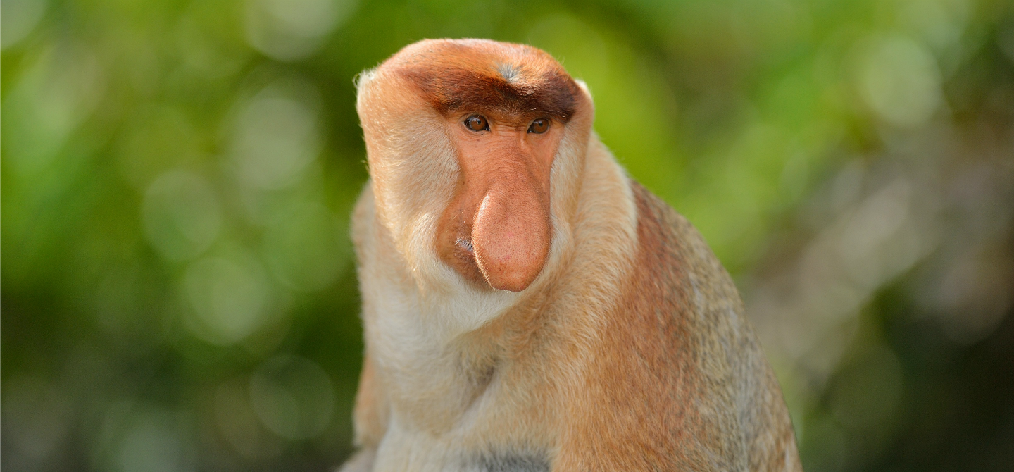 Natura e avventura in Malesia