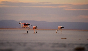 Cile,  Charming Atacama