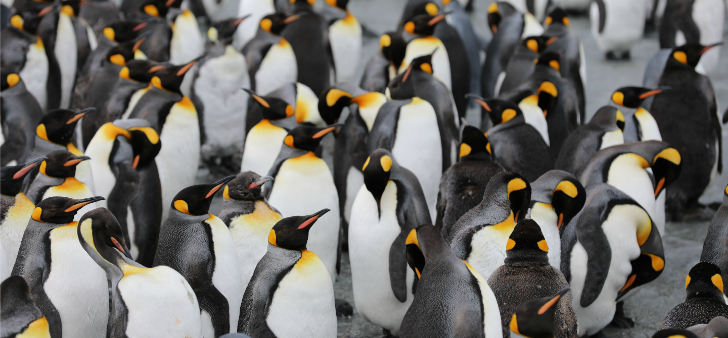 Penguin safari in Georgia del Sud e nella penisola antartica
