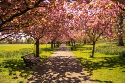 Viaggio a Londra in Open Garden Squares