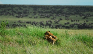 Tanzania Wildlife Breakaway