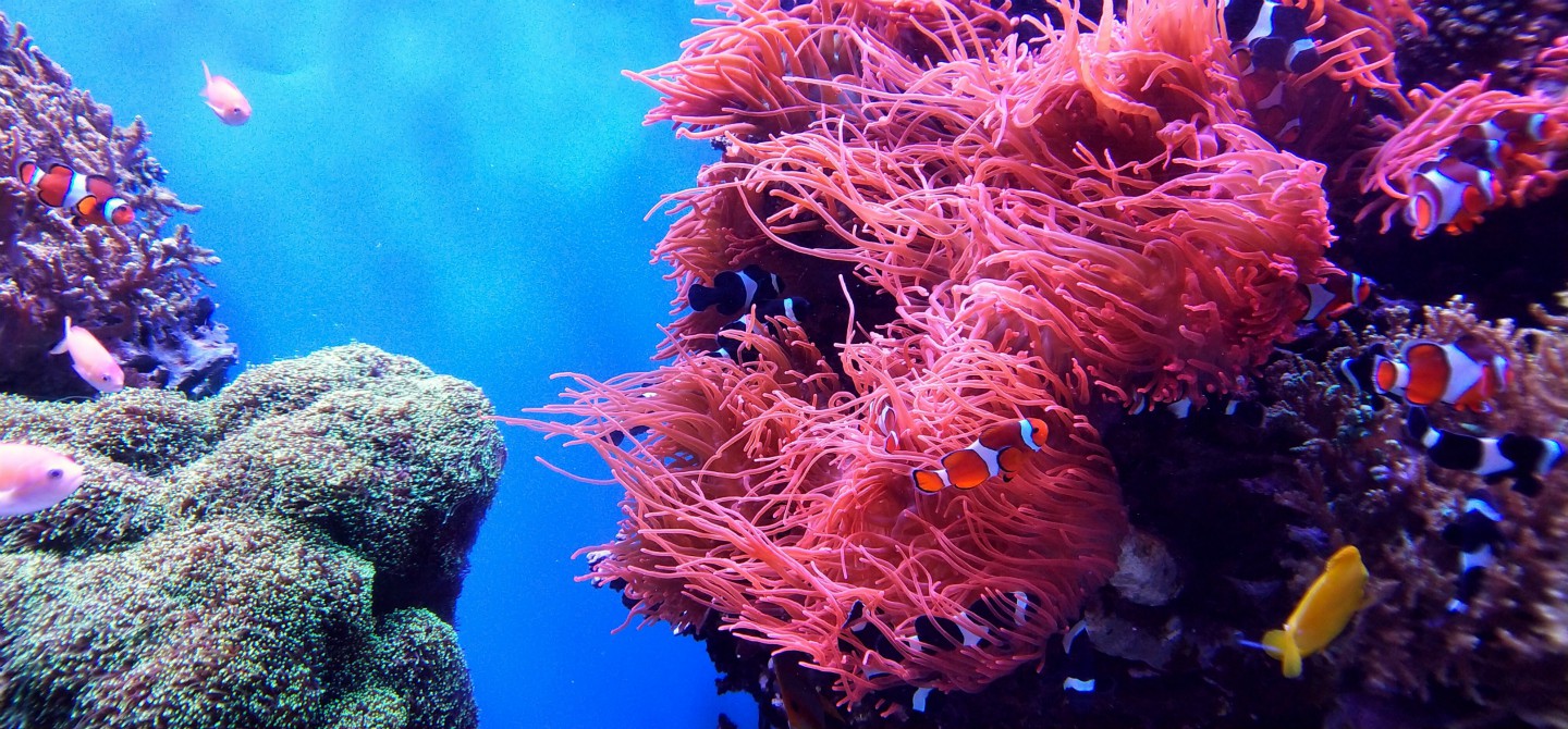 Il Meglio delle Maldive