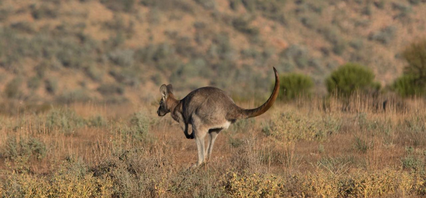 Il meglio di Kangaroo Island