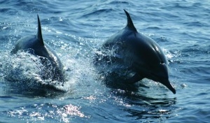Classic Oman & Masirah