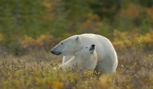 Odissea polare a Hudson Bay