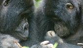 Uganda, Gorilla Adventure