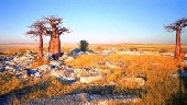 Botswana Baobabs
