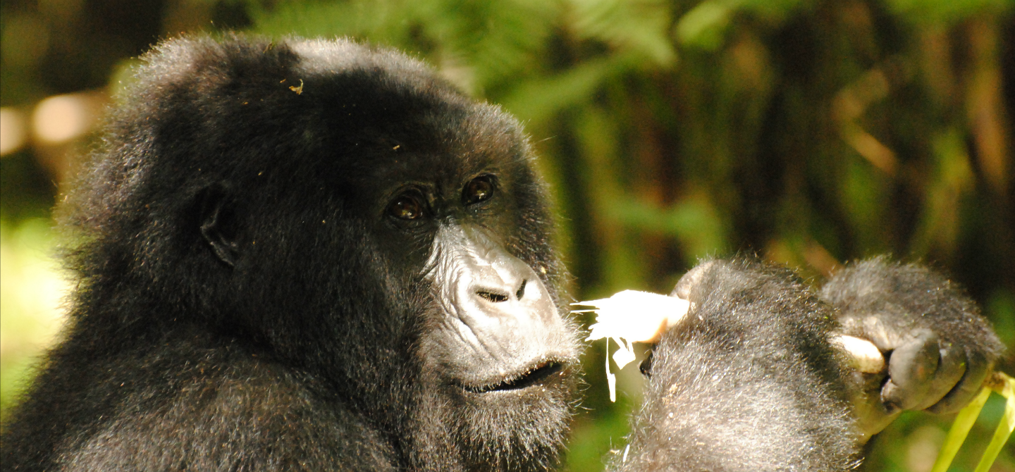 Rwanda Gorilla Safari