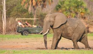 Tanzania del Sud: safari e mare