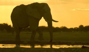 Mana Pools Explorer