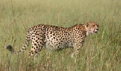 Botswana Inesplorato