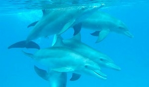 Meet the dolphins