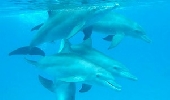 Meet the dolphins